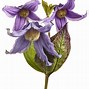 Image result for Lavender Clematis