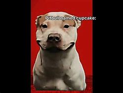 Image result for Cupcake Pitbull Incident