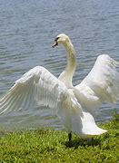 Image result for Swan Wings