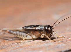 Image result for Large Roof Crickets