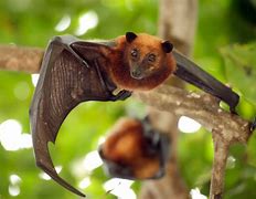 Image result for Fruit Bat Family