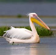 Image result for New Orlan Pelicans