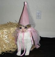 Image result for Cat in Princess Costume Meme