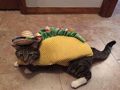 Image result for Taco Cat Meme