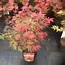Image result for Acer palmatum Shaina
