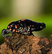 Image result for Imperial Rubber Frog