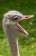 Image result for Ostrich Bird