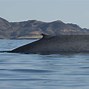 Image result for Largest Known Sea Creature