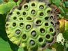 Image result for Trypophobia Bubbles