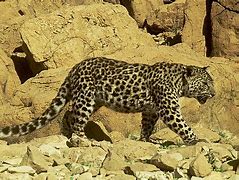 Image result for Wildflower Leopard Case