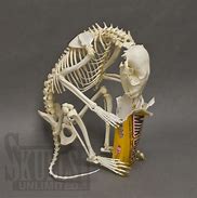 Image result for Raccoon Skeleton Bones