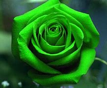 Image result for iPhone 4 Rose