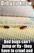 Image result for Bed Bug MEME Funny