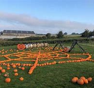 Image result for Pumpkin Picking Northampton
