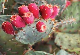 Image result for Prickly Pear Cactus Plant