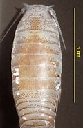 Image result for "natatolana Borealis". Size: 120 x 185. Source: nature22.com