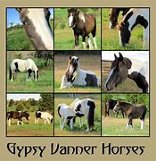 Image result for Gypsy Vanner Horses Mustache