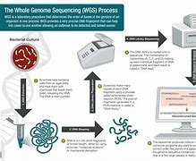 Image result for Whole Genome