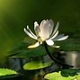 Image result for Lotus Flower Desktop Background