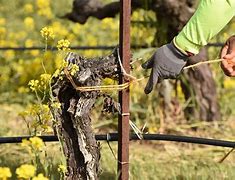 Image result for Tying Grapevines
