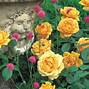 Image result for The Golden Rose