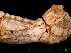 Image result for Oldest Homo Sapien Fossil
