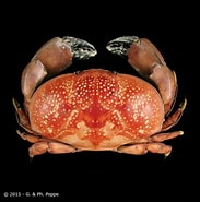 Image result for "liomera Margaritata". Size: 183 x 185. Source: www.crustaceology.com