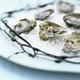Image result for Tiny Oysters