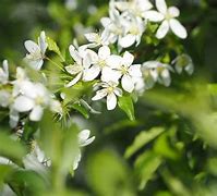 Image result for Malus toringo Brouwers Beauty