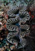 Image result for Molluscum Photos