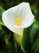 Image result for Arum Flower