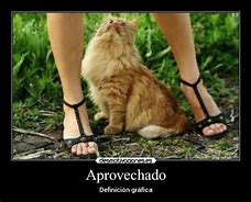 Image result for ina0rovechado