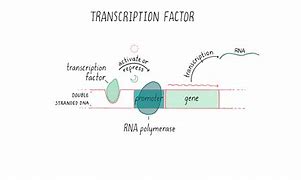 Image result for Transcription Factor