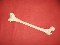 Image result for Bones of the Arm