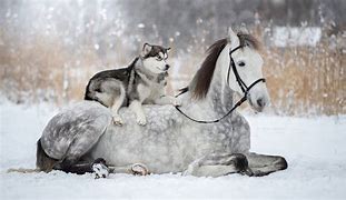 Image result for Cute Dogs and Horses