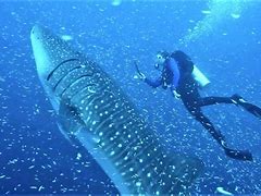 Image result for World's Biggest Fish