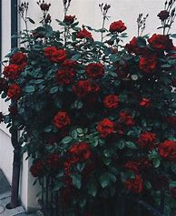 Image result for Aesthetic Rose Tumblr