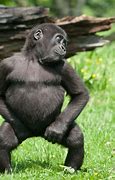 Image result for Funniest Looking Animals in the World