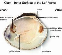 Image result for Clam Shell Valve