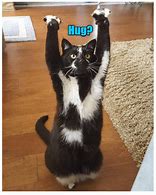 Image result for Cat News Meme. Cheezburger