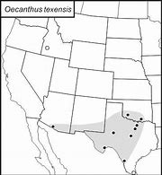 Image result for Oecanthus