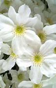 Image result for Avalanche Evergreen Clematis