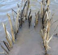 Image result for Survival Fishing Traps