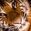 Image result for Tiger Wrestling SVG