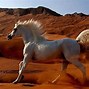 Image result for Arabian Horse Names