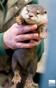 Image result for Cute Otter Pups