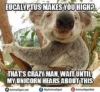 Image result for Stoned Koala Meme