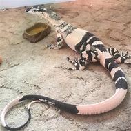 Image result for Pet Lace Monitor Lizard