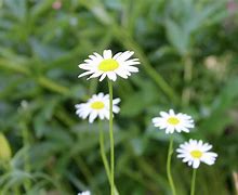 Image result for Cute Little Flowers
