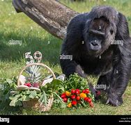 Image result for Lady Gorilla